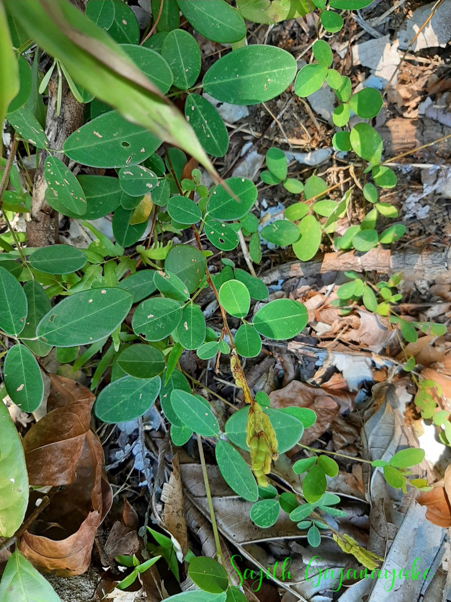 Grona heterocarpos (L.) H.Ohashi & K.Ohashi